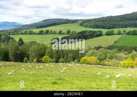 Wanderer Highland Reise ist ein Spaziergang fron Glen neigen, Blair Castle, dem Stammsitz der Herzöge und Grafen von Atholl. Die Burg ist 740 Jahre alt. Stockfoto