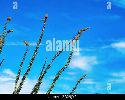 Blühender ocotillo Kaktus mit blauem Himmel Stockfoto
