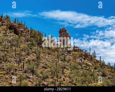 Saguaro Kaktus in der Wüste Stockfoto