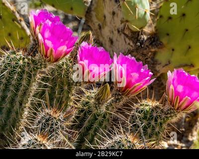 Kakteenblüte mit rosafarbenen Blumen in der Wüste Stockfoto