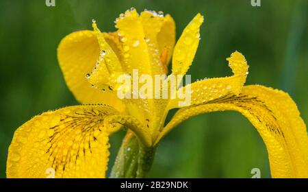 Gelbe Iris mit Wassertropfen in der Nähe. Blume vor unscharfem grünem Hintergrund. Das ist eine wilde Iris - Iris pseudacorus (gelbe Fahne, gelbe Iris, Wasser f Stockfoto