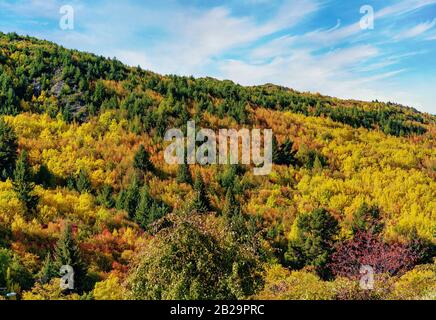 Der Herbst hat die Blätter auf der Seite eines Hügels hinter einem Park in Arrowtown, Neuseeland, in leuchtende Farben verwandelt Stockfoto