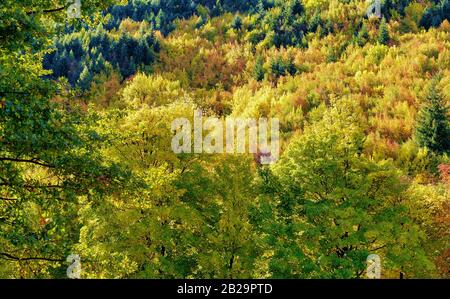 Der Herbst hat die Blätter auf der Seite eines Hügels hinter einem Park in Arrowtown, Neuseeland, in leuchtende Farben verwandelt Stockfoto