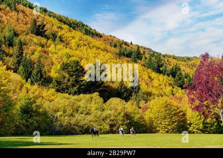 Der Herbst hat die Blätter auf der Seite eines Hügels hinter einem Park in Arrowtown, Neuseeland, in leuchtende Farben verwandelt Stockfoto