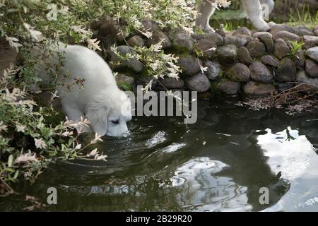 Tatra Shepherd Dog vier Monate alte Welpen im Hausgarten. Stockfoto