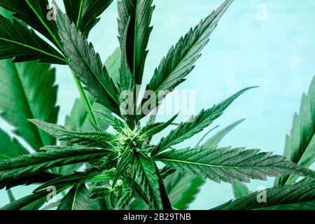 Cannabis mit lebendigen Blättern, Stigmen und Trichomen, auf blauem Grund, wachsende Marihuana-Pflanze, mit einem Ort für Text Stockfoto