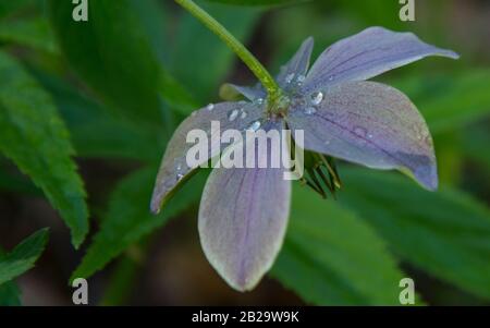 Hellebore-Blume mit Wassertropfen in der Nähe. Grüne Blätter im Hintergrund. Stockfoto