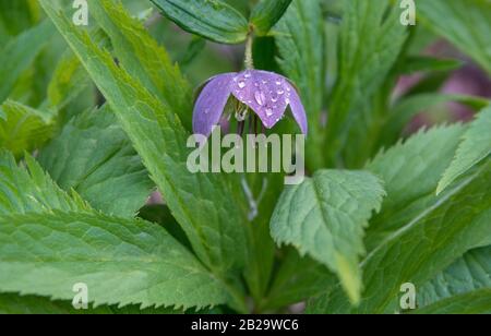 Violette Hellebore mit Wassertropfen, umgeben von grünen Blättern. Stockfoto