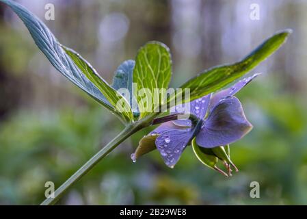 Hellebarden Blume mit Wassertropfen vor der Natur verschwimmen den Hintergrund. Stockfoto