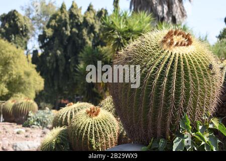 Nahaufnahme von Golden Barrel Cactus. Stockfoto