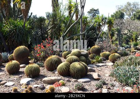 Blick auf die goldenen Fass-Kakteen in einem Kakteengarten. Stockfoto