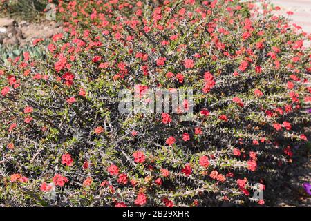 Eine Hecke aus Dornenkrone Pflanzen sich. Stockfoto