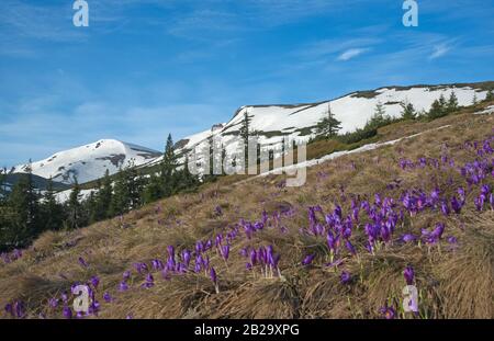 Wiese mit blühenden violetten Krokuchen in den Karpaten. Verschneite Oberteile und blauer Himmel im Hintergrund. Stockfoto