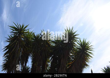 Äste von Yucca Baum gegen blauen Himmel. Stockfoto