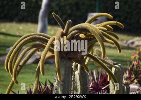 Nahaufnahme von Tarantula Cactus. Stockfoto