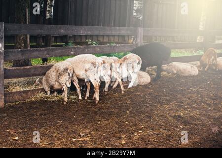 Viele niedliche Schafe beim Füttern, alle werden rückwärts gedreht und essen Heu. Auf dem Hof. Stockfoto