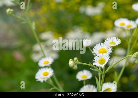 Gänseblümchen blühen auf einer grünen Wiese. Sonniger Tag Stockfoto