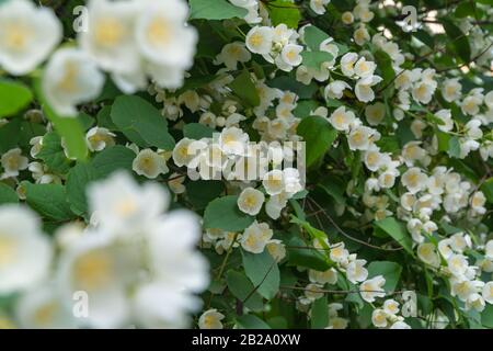 Mock Orange Blüht. Wunderschöner blühender Strauch. Sommer Stockfoto