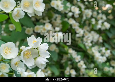 Mock Orange Blüht. Wunderschöner blühender Strauch. Sommer Stockfoto