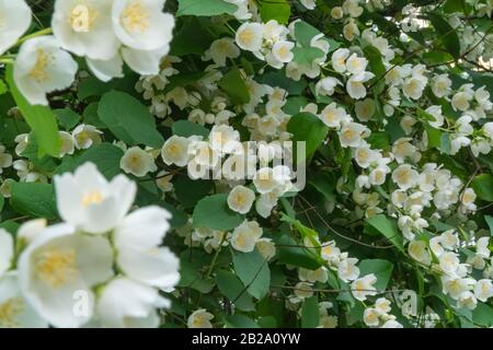 Mock Orange Blüht. Wunderschöner blühender Strauch. Sommer Stockfoto