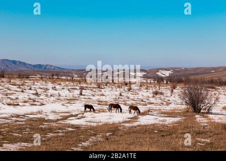 Pferde weiden auf einer verschneiten Wiese in den Bergen. Kirgisistan Stockfoto