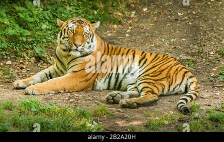 Sibirischer Tiger auf dem Boden, Zoo Stockfoto