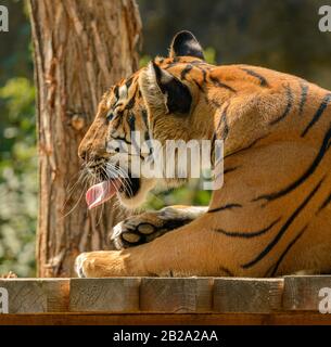 Tiger-Porträt leckt seinen Fuß auf Holzplattform im Zoo Stockfoto