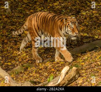 Tiger, der auf belaubter Fläche im Zoo spazieren geht Stockfoto