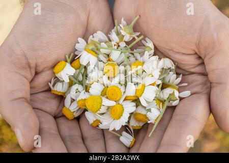 Menschenpalme mit Kamille am sonnigen Sommertag. Sammlung von Apothekenkämmeln für Kamillentee. Heilpflanze in der Hand. Nahaufnahme Stockfoto