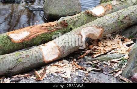 Biber-Bissen-Markierungen an Baumstamm und Wasser und Bäumen in Wald im Feuchtgebiet Stockfoto