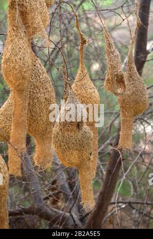 Viele Baya Webervögel Nester. Bharatpur, Indien Stockfoto