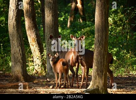 Familie der Sambar-Hirsche (Rusa unicolor) im Wald. Jim Corbett National Park, Indien Stockfoto