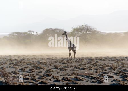 Maasai Giraffen (Giraffa tippelskirchi) in der Nähe des Natron-Sees, Ostafrika, August 2017, Nordtansania Stockfoto