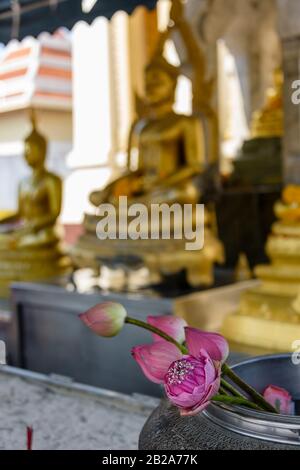 Lila lotusblume vor einer goldenen Statue des Buddha, Wat Songkhram, Bangkok, Thailand Stockfoto