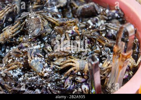 Gesalzene Krebse im traditionellen Mae Somchit Kata Fresh Market, Kata, Phuket, Thailand Stockfoto