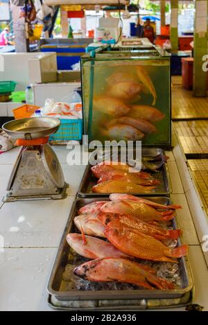 Roter Fisch, sowohl lebend in einem Tank als auch tot, an einem Fischhändler Marktstand im traditionellen Mae Somchit Kata Fresh Market, Kata, Phuket, Thailan zu verkaufen Stockfoto