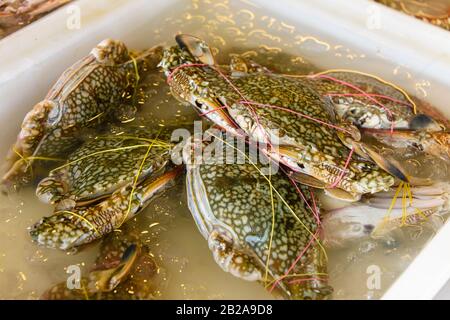 Live-Krabben trussten mit elastischen Bändern auf, um sie vor der Bewegung zu bewahren, an einem Fischhändler Marktstand, Phuket, Thailand Stockfoto