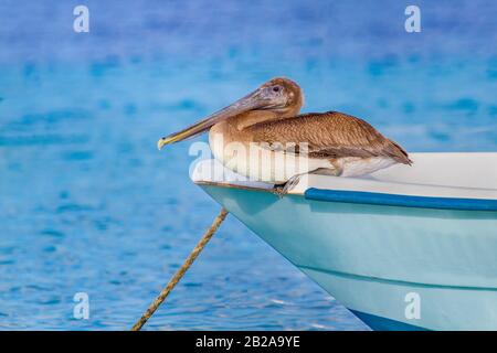 Der braune Pelikan sitzt auf der Vorderseite des Bootes auf dem Meerwasser Stockfoto