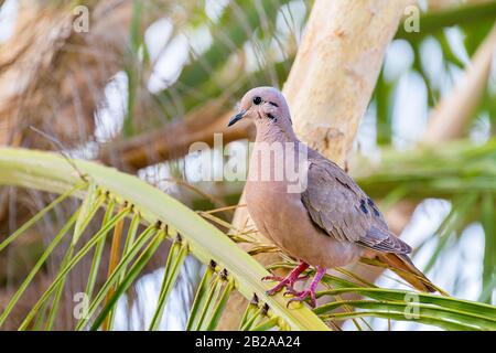 Ared Dove Zenaida auriculata vinaceorufa sitzende Palme Stockfoto