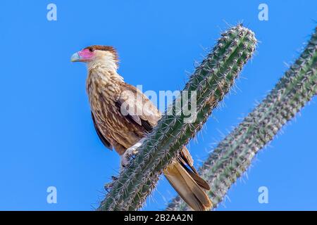 Crested Caracara auf Kakteenpflanze mit blauem Hintergrund sitzend Stockfoto