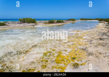 Flaches Stillwasser mit Meer an der Küste von Bonaire Stockfoto