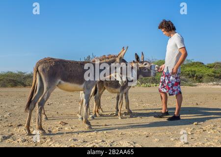 Junger holländischer Mann, der eine Gruppe wilder Esel auf der Insel Bonaire füttert Stockfoto