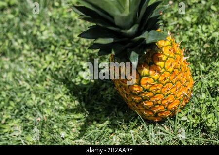 Reife saftige Ananas auf grünem Gras - Vorbereitung auf den Sommerurlaub - Zeit für die Buchung einer Tour Stockfoto