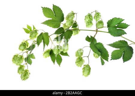 Perücke mit reifem Hopfen, isoliert Stockfoto