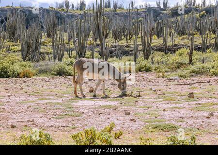 Ein Esel weidet auf einem Feld auf der karibischen Insel Bonaire. Kakteen wachsen im Hintergrund. Stockfoto