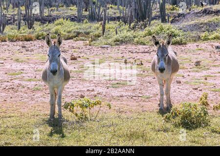 Zwei Esel stehen auf einem Feld auf der karibischen Insel Bonaire zusammen. Kakteen wachsen im Hintergrund. Stockfoto