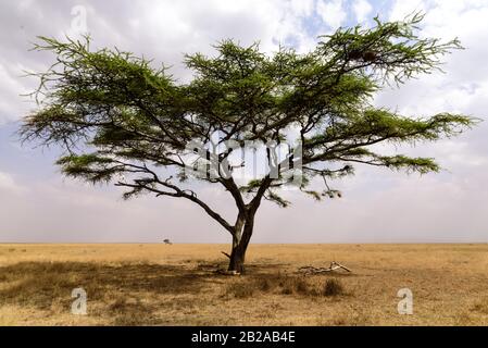 Sleeping Lionesses (Panthera leo) unter einem Regenschirm Akazie, Serengeti-Nationalpark, Safari, Ostafrika, August 2017, Nordtansania Stockfoto