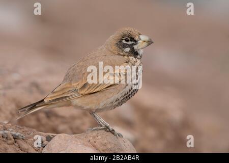 Dickes Lärchen Stockfoto