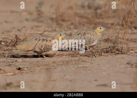 Getupftes Sandhuhn Stockfoto