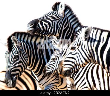 Nahaufnahme einer Zebrafamilie, Etosha-Nationalpark, Namibia Stockfoto